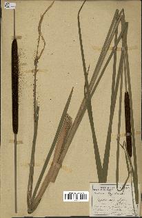 spécimen de Typha angustifolia