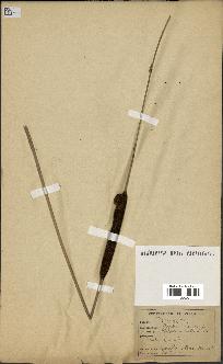 spécimen de Typha angustifolia