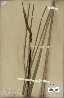 spécimen de Typha angustifolia