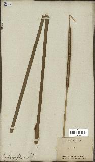 spécimen de Typha angustifolia