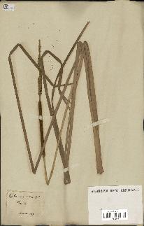 spécimen de Typha angustifolia