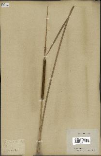 spécimen de Typha angustifolia