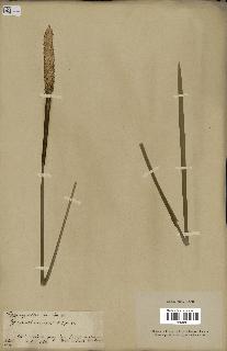 spécimen de Typha angustifolia