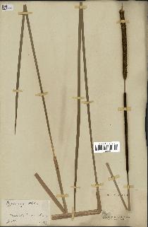 spécimen de Typha angustifolia