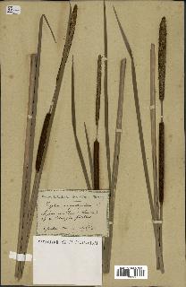 spécimen de Typha angustifolia
