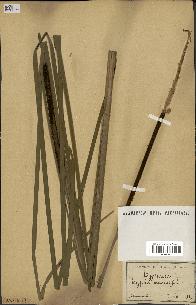 spécimen de Typha angustifolia
