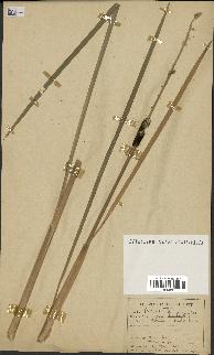 spécimen de Typha angustifolia