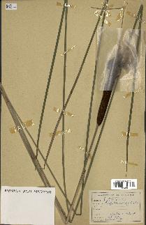 spécimen de Typha angustifolia