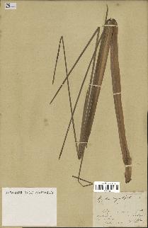 spécimen de Typha angustifolia