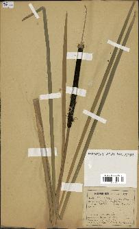 spécimen de Typha angustifolia