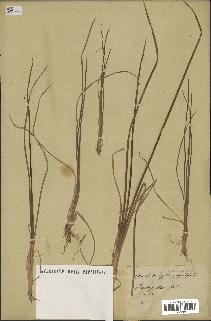 spécimen de Typha angustifolia
