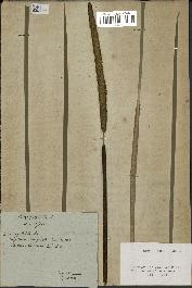 spécimen de Typha angustifolia