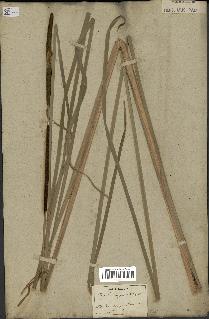 spécimen de Typha angustifolia