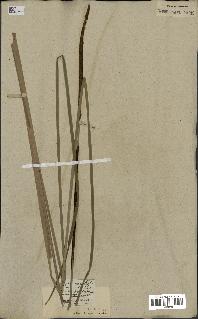 spécimen de Typha angustifolia