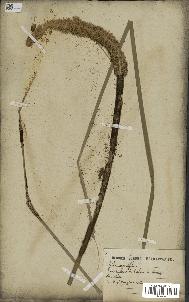 spécimen de Typha angustifolia