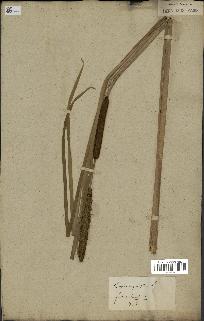 spécimen de Typha angustifolia
