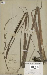 spécimen de Typha angustifolia