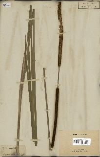 spécimen de Typha angustifolia