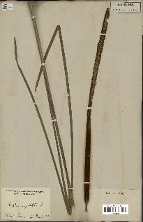 spécimen de Typha angustifolia