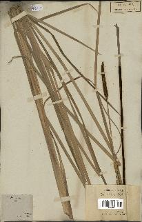 spécimen de Typha angustifolia