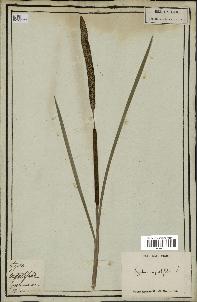 spécimen de Typha angustifolia