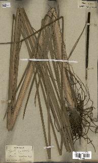 spécimen de Typha angustifolia