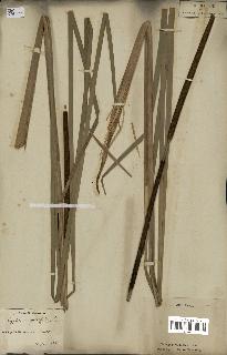 spécimen de Typha angustifolia