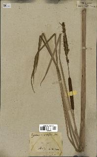 spécimen de Typha angustifolia