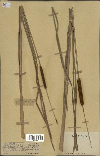 spécimen de Typha angustifolia