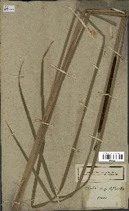 spécimen de Typha angustifolia