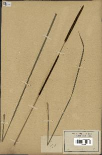 spécimen de Typha angustifolia