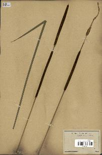 spécimen de Typha angustifolia