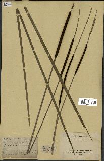 spécimen de Typha angustifolia