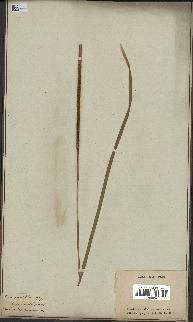 spécimen de Typha angustifolia
