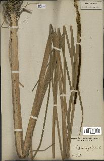 spécimen de Typha angustifolia