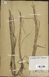 spécimen de Typha angustata