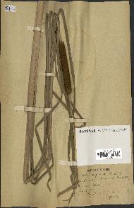 spécimen de Typha angustata