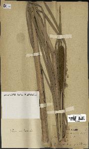 spécimen de Typha angustata