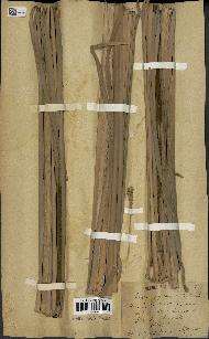 spécimen de Typha angustata