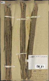 spécimen de Typha angustata