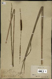 spécimen de Typha tenuifolia
