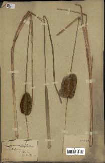 spécimen de Typha stenophylla