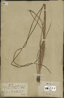 spécimen de Typha stenophylla