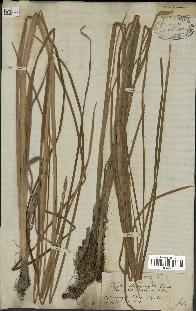 spécimen de Typha stenophylla