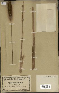 spécimen de Typha stenophylla