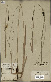 spécimen de Typha minima
