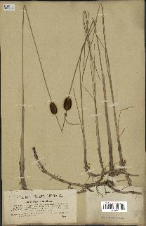 spécimen de Typha minima