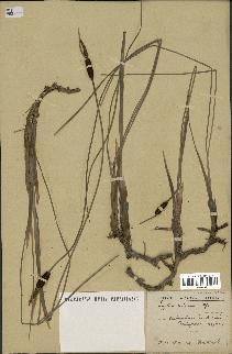 spécimen de Typha minima