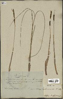 spécimen de Typha minima