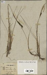 spécimen de Typha minima
